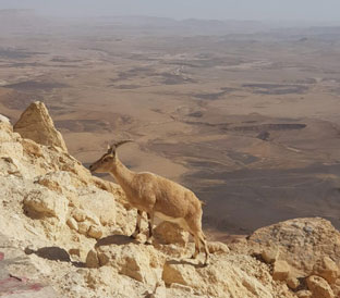 jabal jais tour package dubai uae